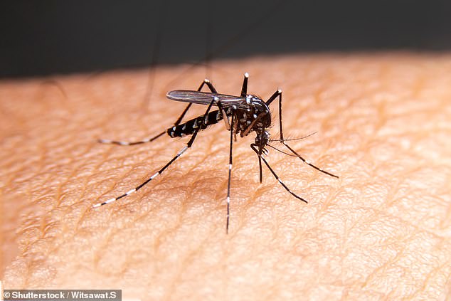 The disease is transmitted by mosquito bites and levels have already been detected 