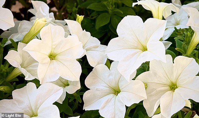 Petunias glow because their DNA has been spliced ​​with genes from a naturally glowing fungus.
