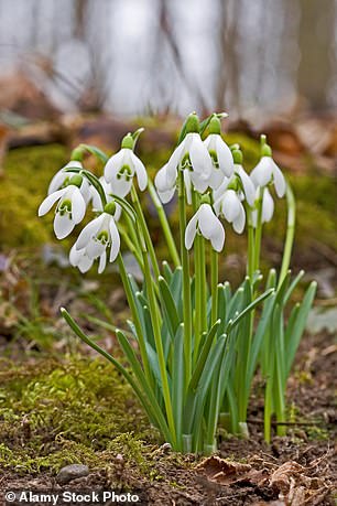 Snowdrops come to life in the middle of winter