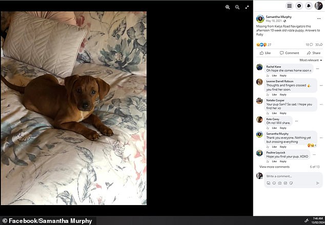 Ms Murphy took to social media in 2021 asking for help finding Ruby after the then 10-week-old puppy escaped from her family's previous home in nearby Navigators.