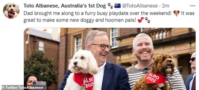 In another image the Labor leader is seen during his campaign smiling while carrying Toto in his arms and standing next to a supporter who is also carrying his dog. Both dogs appear in the photo wearing red bandanas with the words 