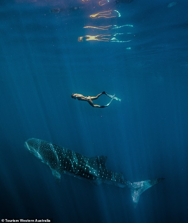 Travelers flock to this dreamy gem in the warm winter months, where temperatures still reach 30 degrees, to swim with whale sharks that migrate through the reef from May to October.
