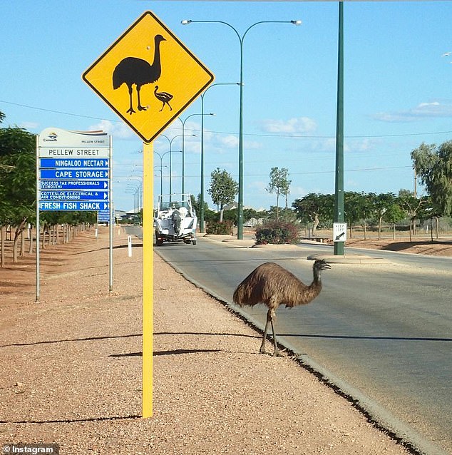 In the township, local emus are as common a sight as residents on the main street, where there is a vibrant food and drink scene.