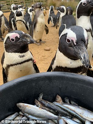 The squid, often disoriented during feeding hours, depend on the penguin's unwavering calm.
