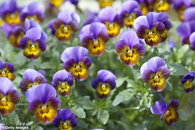 Abundant display of colorful viola tricolor pansies, which tend to tolerate cold weather well (stock image)