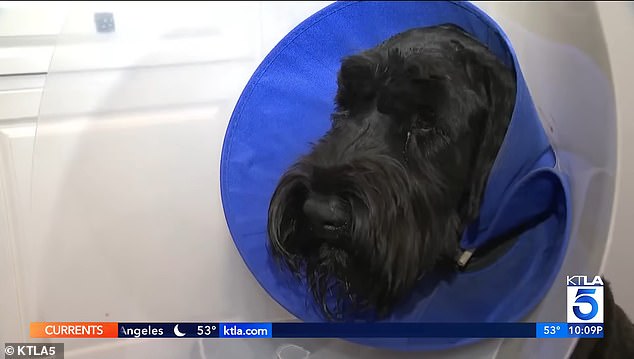 Holly received multiple injuries and required surgery. However, it appears that she is expected to recover.