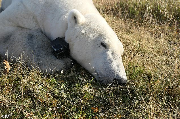Little was known about the energy expenditure and behavior of polar bears when they were confined to land, so researchers used collars equipped with video cameras and GPS to track them during the summer in the western Hudson Bay region in Manitoba, Canada.