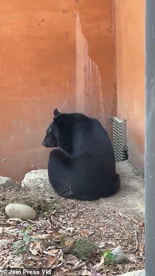 Bobby in the corner of his enclosure.