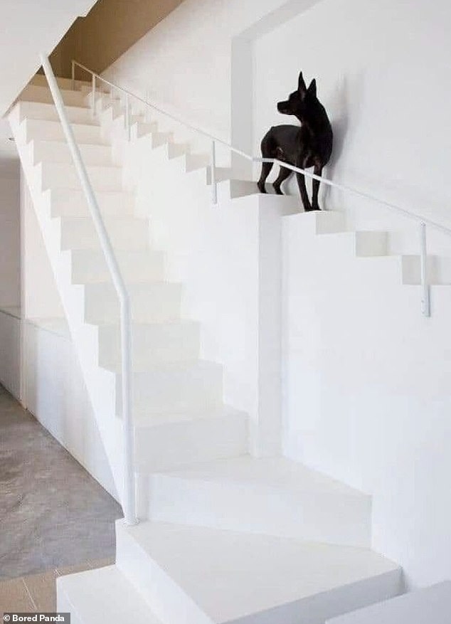 While some people get their priorities right when they build stairs just for their pets.