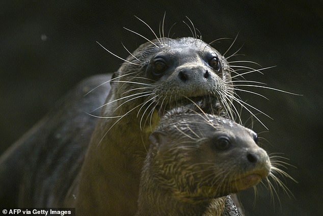 Giant otters are an endangered species that were almost wiped out by poachers because demand for their fur was so high.