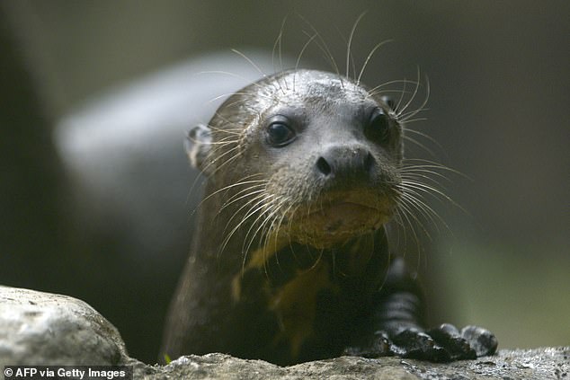 Giant otters, or Pteronura brasiliensis, are South American carnivorous mammals that can grow to a length of 5 feet 11 inches.