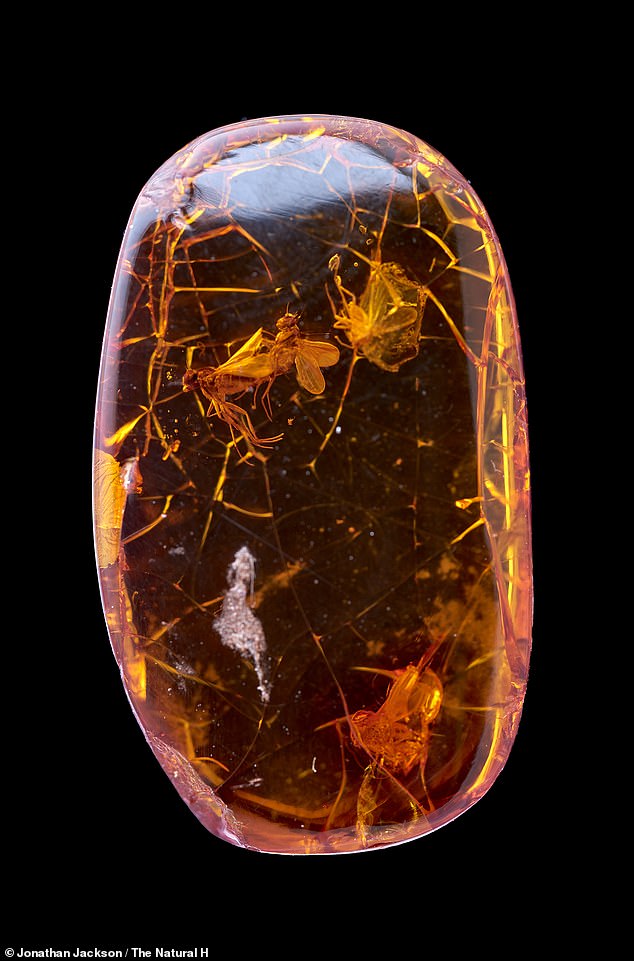 Although ancient insects trapped in amber are often seen, the specimen boasting romantically engaged flies is particularly rare.