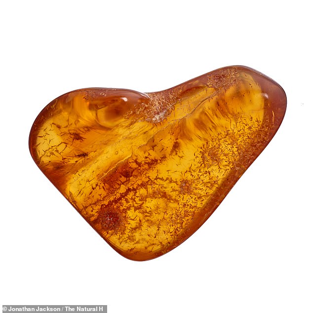 This piece of amber, from the Baltic region, dates back about 44 million years and has a non-biting mosquito, now extinct, trapped inside.