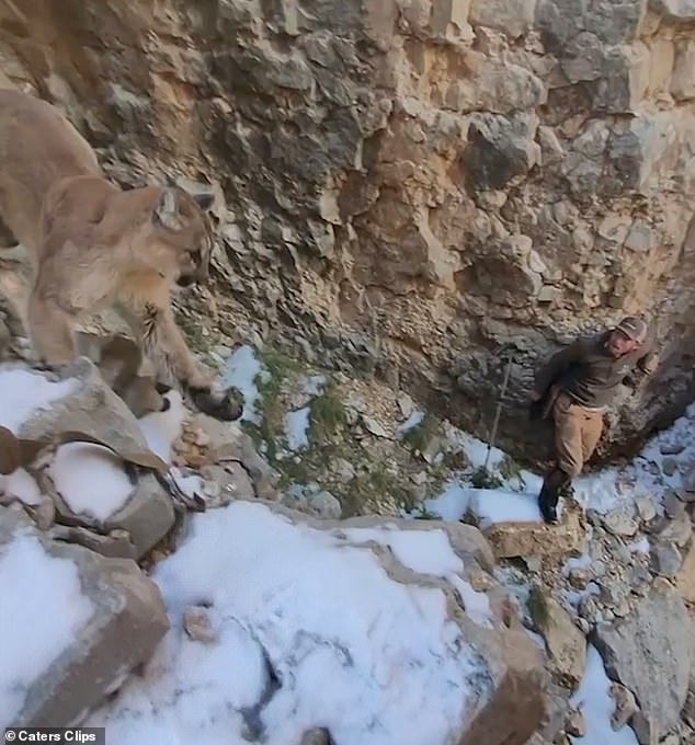 Fortunately, Travis managed to scare the cougar when the animal was about to throw him over the edge of the cliff.