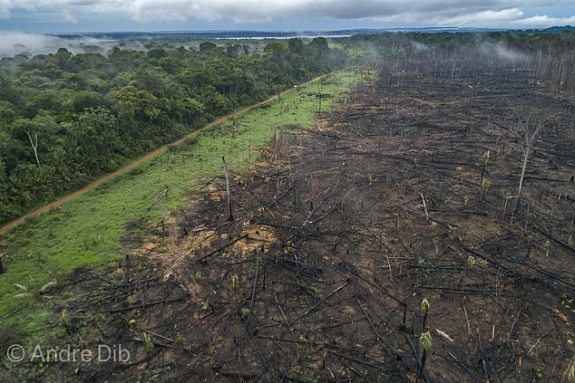 Deforestation for agriculture is one of the main causes of Amazon degradation and deforestation. Scientists say that by 2050, between 10 and 47 percent of the smaller forests that make up the Amazon could be irreparably damaged, in a spiral of downward destruction.