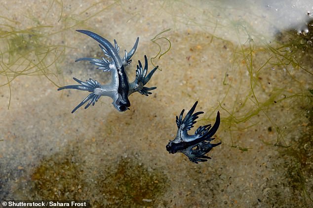 Marine ecologist Dr Steve Smith, director of the National Marine Science Center at Southern Cross University, described the evolutionary logic of the sea slug's vibrant blue colour. 
