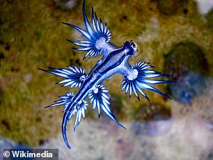 Because the parasitic or symbiotic 'blue dragon' slug glides near the ocean surface along with its warship hosts, it has adopted a light blue belly to better blend with the sky and a dark blue coloration on top. to mix with the sea. surface
