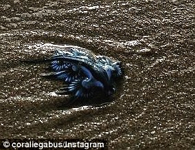 Blue ocean slug in the photo