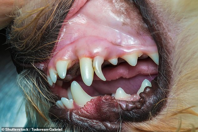 Like humans, dogs have two sets of teeth throughout their lives: 28 temporary (baby) teeth and permanent (adult) teeth of 42 teeth.
