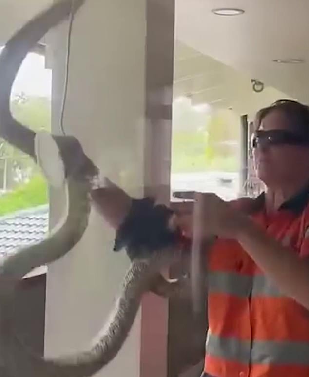 After removing various parts of the roof, Steph the snake catcher discovered a possum wedged inside the roof along with the python (pictured) before finally untangling the reptile from the roof.