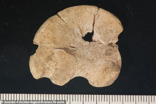 Pictured is the unfused ilium (one of the three bony components of the hip bone) of the newborn from Tomb I.