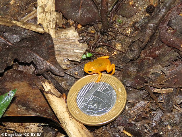 Above, one of the flea toad's losing competitors, the pumpkin toad or Brachycephalus ephippium, also posed with another 1 Brazilian real coin.