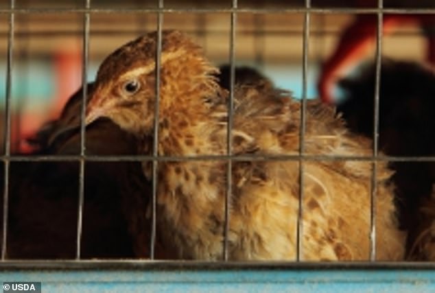 The above shows a caged chicken from inside the USDA laboratory that is working with Chinese government scientists on bird flu gain-of-function research.