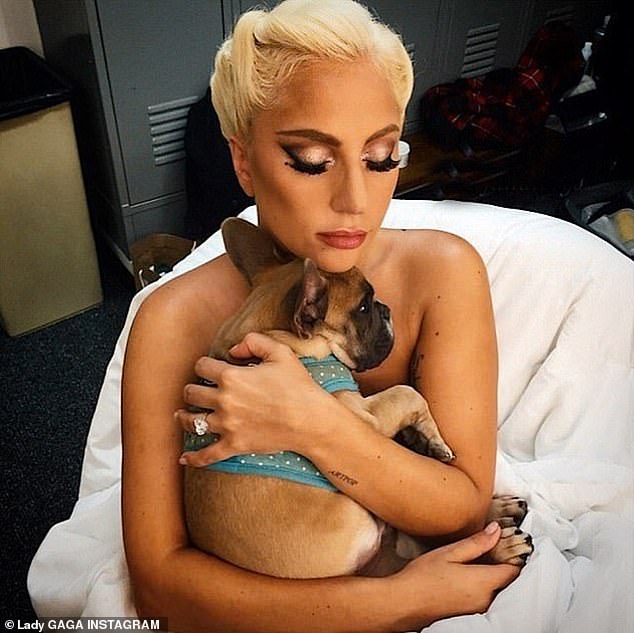 Hard times: Lady Gaga is seen here with her French bulldog Koji, who was stolen from the street during an armed attack on her dog walker on February 24, 2021.