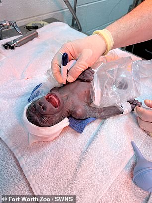 The photos show the little gorilla being cared for in environments almost identical to those of a human baby.