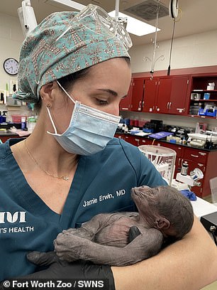 The baby gorilla had many features of a slightly premature human baby