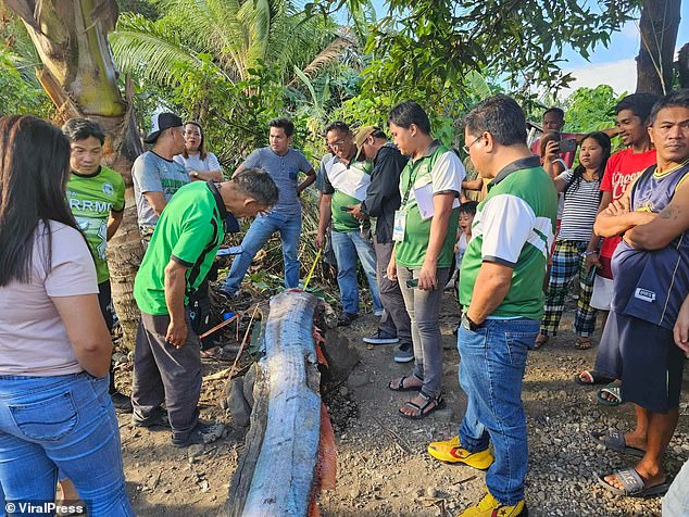 The Municipal Agriculture Bureau has urged locals in Leyte province to remain calm, stating that there is no truth behind the Japanese folklore surrounding the elongated fish.