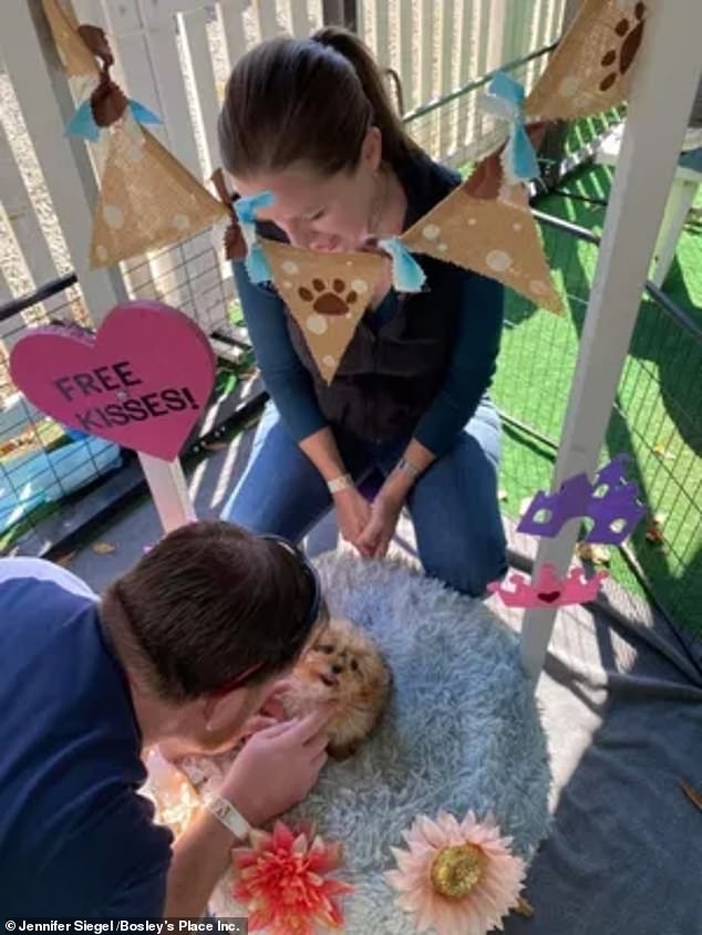 After the Puppy Bowl production wrapped, Sweetpea worked the kissing booth for Bosley's Birthday Bash, the rescue's annual fundraiser, and raised more than $26,000.