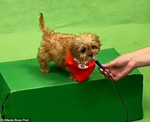 By the time the puppy was eight weeks old, the hole in her heart had closed and she was selected to compete in the Puppy Bowl in September.