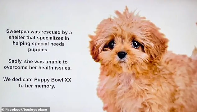 The Puppy Bowl, which was recorded in October 2023 and aired on February 11, was dedicated to the five-month-old baby.