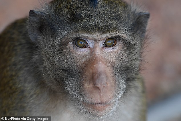 Safer Human Medicines said its facilities will be humane and safe, offering the monkeys a safe place to live while ensuring locals can sleep at night knowing they won't have to deal with escapees.