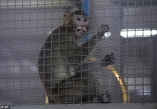 A long-tailed macaque in a cage. This monkey, born in Thailand, was destined for a research laboratory