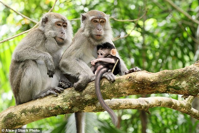 Long-tailed macaques come from Southeast Asia. Several Safer Human Medicine officials have ties to a company that is being investigated for exporting endangered monkeys from their native habitat.