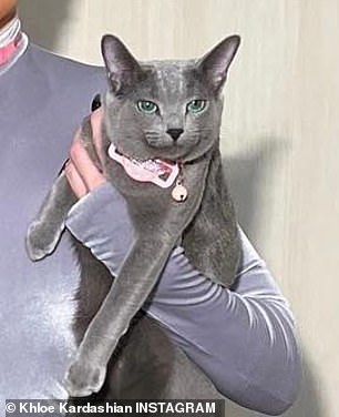 Gray Kitty appears in Halloween 2022 photo with different colored eyes