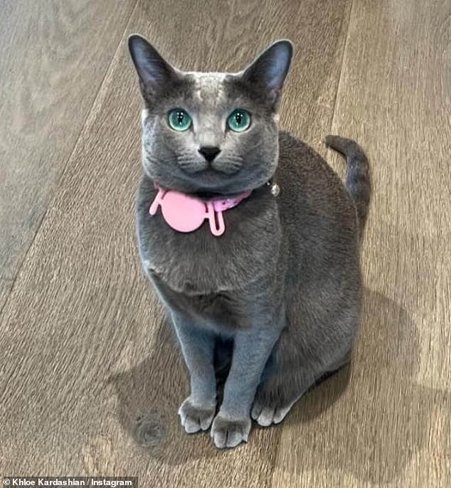 The reality star, 39, who, along with her famous family, has been caught editing photos before, posted a snap of her pet Gray Kitty to mark the day celebrating love (pictured), but her followers were quick to They pointed to the blurry image of the cat. ' mustaches and different eye color