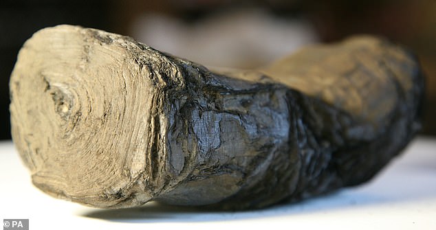 A fragile Herculaneum scroll: part of a 2,000-year-old pair charred and preserved in cylinders crumpled and blackened by the eruption of Vesuvius