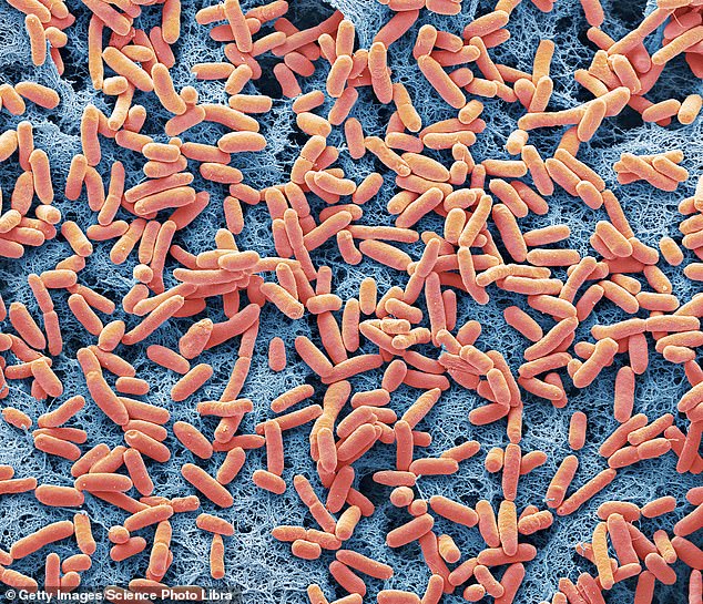 The actual number of people affected is likely much higher than reported and many are simply coping with the discomfort in their own home rather than going to the doctor or seeking medical help or have undergone E. coli testing. In the photo, E.coli bacteria (file)