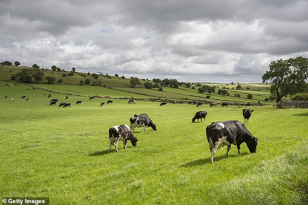 A herd of dairy cattle is seen in lush green fields.