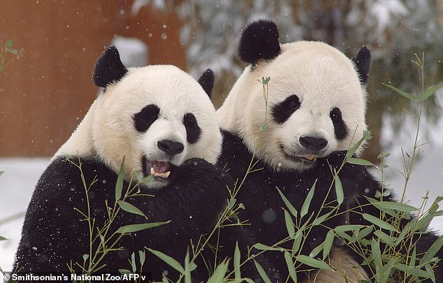 Pandas are the only bears that do not hibernate; your bamboo diet is not fattening enough. True or false?