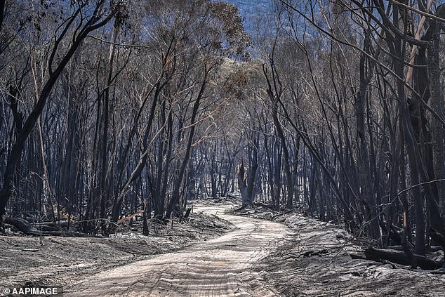 AUSTRALIA: A bushfire broke out in Victoria, Australia this month as temperatures soared to 35°C.