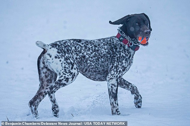 Louie thw dog plays ball in Rockwood Park after a couple inches of snow fell overnight in Wilmington, Delaware