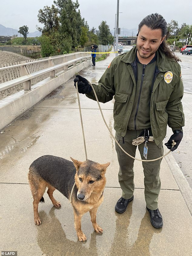 Firefighters were able to rescue both the dog and the man, who were saved on drier ground. Forecasters are predicting up to eight inches of rain in this latest weather system, which will hit saturated lands, prompting fears of more landslides.