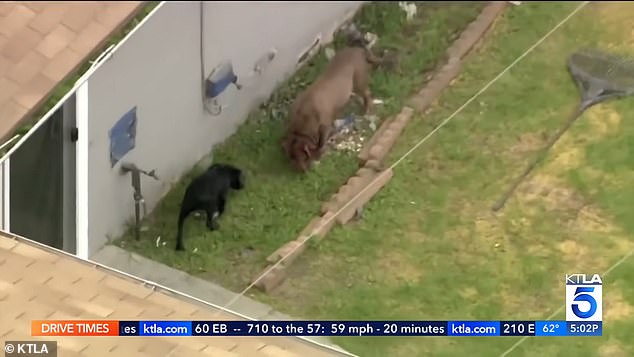 The dogs could be seen running around the yard and fighting as officials tried to restrain them.