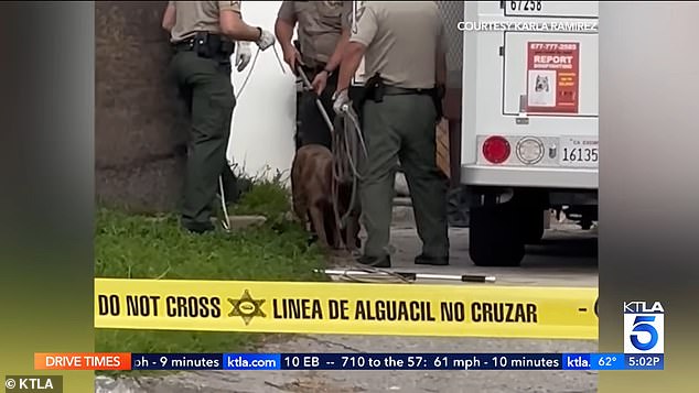The victim's father turned the dogs over to animal control for confiscation and examination.