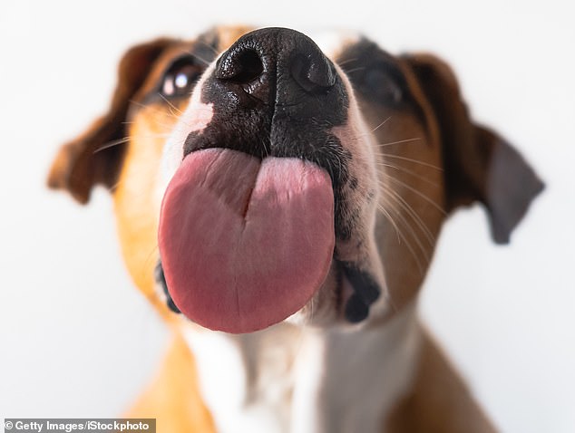 A man who contracted a fatal blood infection after being licked by a dog was saved by amputating parts of his legs, arms and nose.