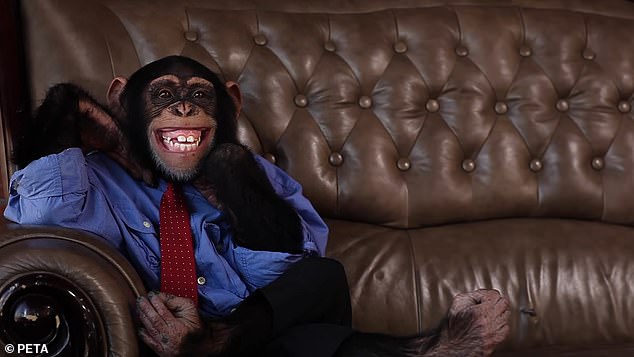 Connor is seen smiling on a sofa, but campaigners insist the exploitation of chimpanzees for greetings cards is no laughing matter.